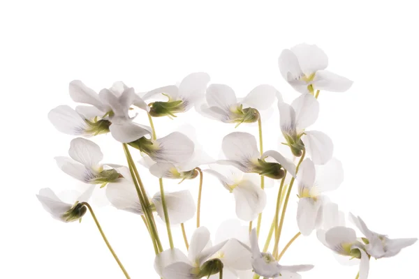 Bei fiori bianchi — Foto Stock