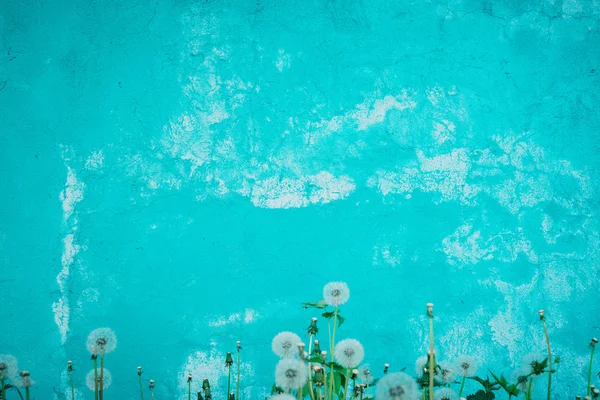 Niebieską ścianą z kwiatami — Zdjęcie stockowe