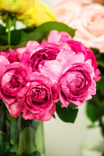 Bellissimi fiori di rosa — Foto Stock
