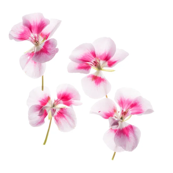 Fresh geranium flowers — Stock Photo, Image