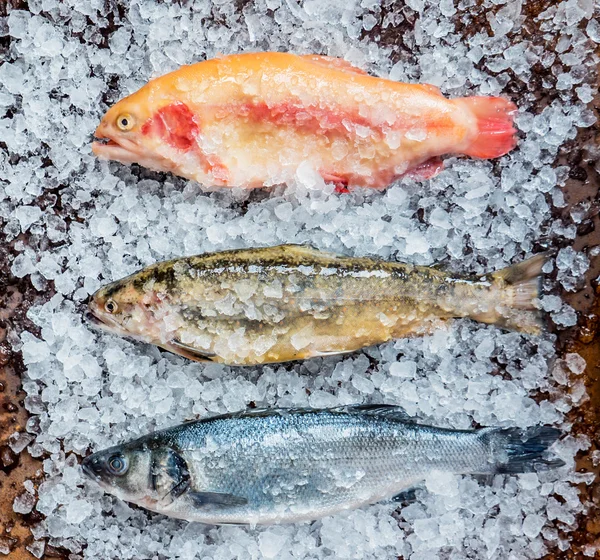 Fresh fish in ice — Stock Photo, Image