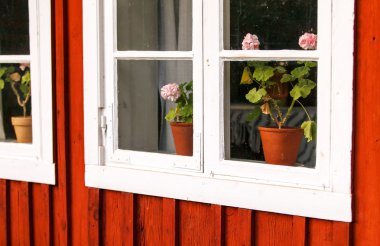 Pelargoniums bir pencere pervazına üzerinde