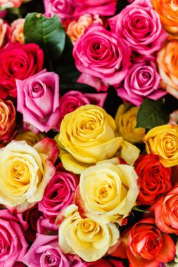 Güzel gül çiçekleri 