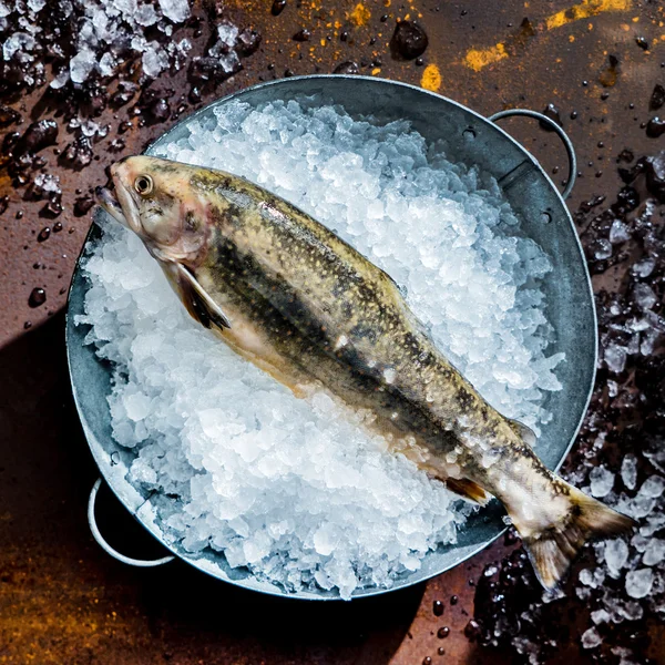 Свіжа риба в льоду — стокове фото