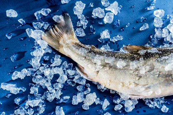 Buzda taze balık — Stok fotoğraf