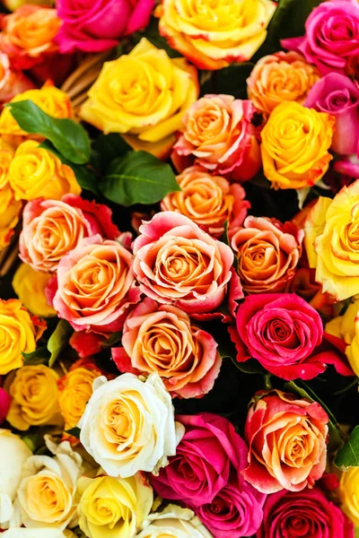Όμορφα λουλούδια τριαντάφυλλου — Φωτογραφία Αρχείου