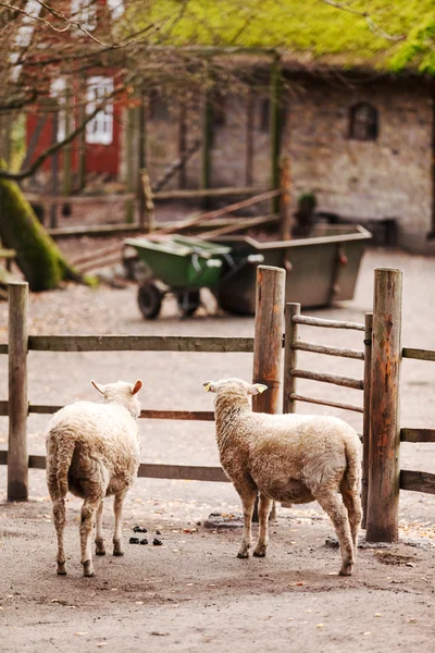 Милі вівці на фермі — стокове фото