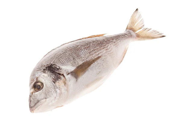 Roher Dorado-Fisch — Stockfoto