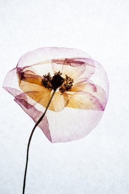 Soyut güzel çiçek