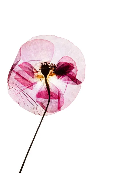 Abstracte mooie bloem — Stockfoto