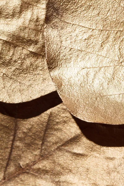 컬러 나뭇잎 텍스쳐 — 스톡 사진