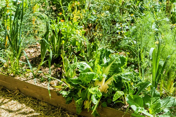 绿色蔬菜的城市花园 — 图库照片
