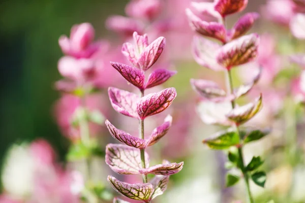 Gros plan de fleurs violettes — Photo