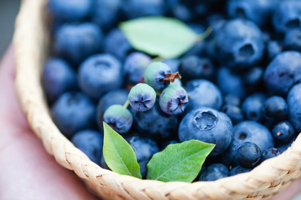 Fresh blueberries in a basket — Stock Photo, Image