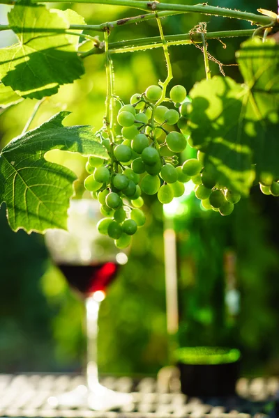 Wein mit Trauben auf Weinberg — Stockfoto