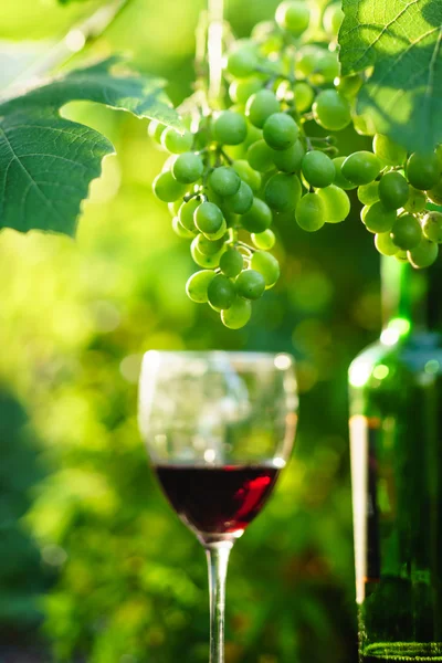 Вино з виноградом на винограднику — стокове фото