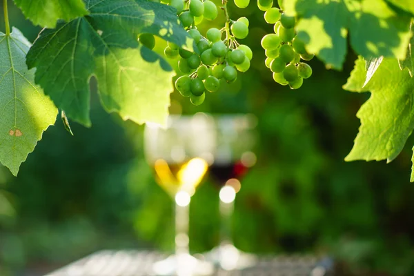 Vin med druvor på vingård — Stockfoto