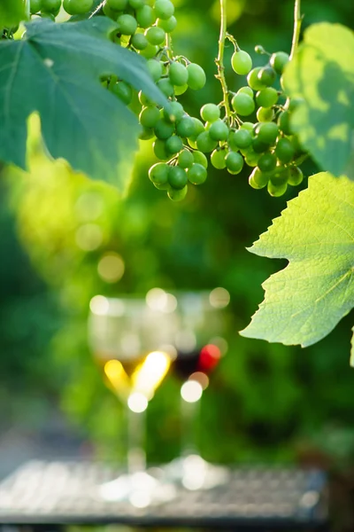 Wein mit Trauben auf Weinberg — Stockfoto