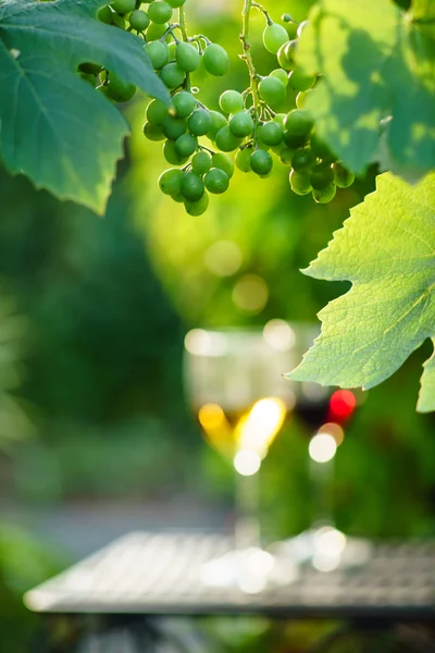 Wine with grapes on vineyard — Stock Photo, Image