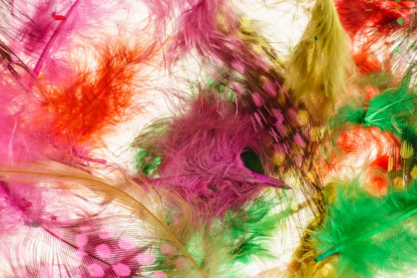 Color bird feathers — Stock Photo, Image