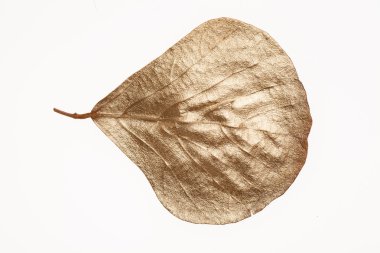 beyaz renk yaprağı