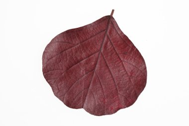 beyaz renk yaprağı
