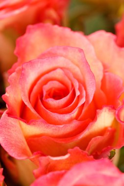 Kırmızı güzel gül 