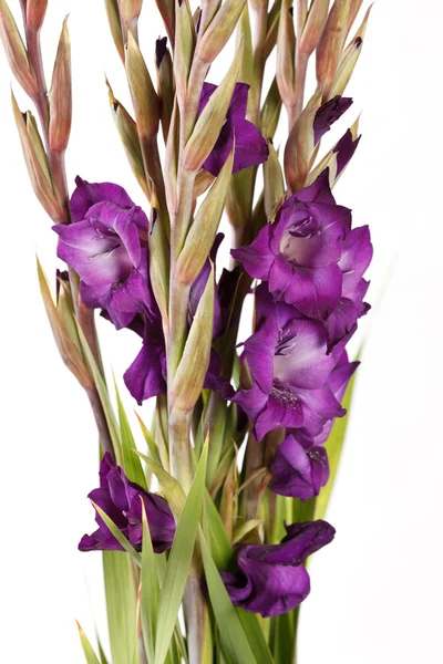 Purple gladioluses bouquet — Stock Photo, Image