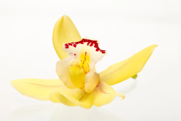 Orchid flowers on white — Stock Photo, Image