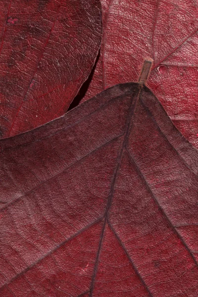 Kolor liści tekstura — Zdjęcie stockowe