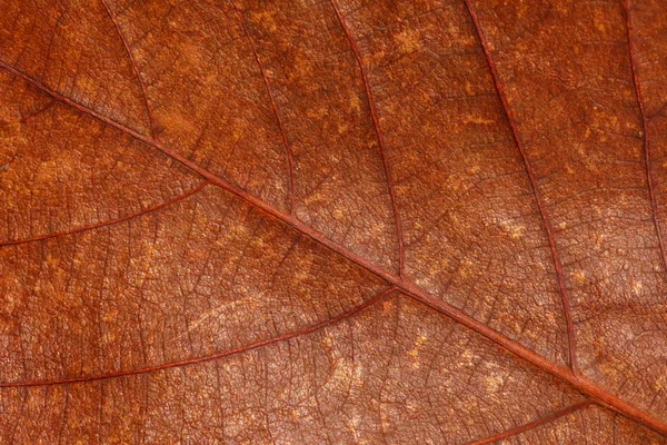 Колір листя текстури — стокове фото