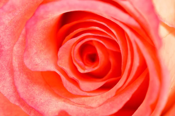 Κόκκινο και όμορφο τριαντάφυλλο — Φωτογραφία Αρχείου