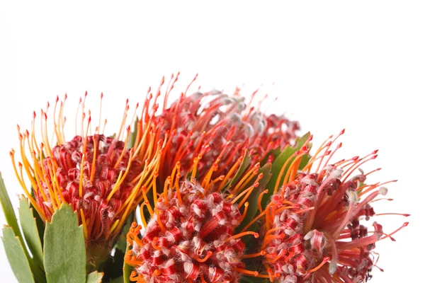 Flores exóticas vermelhas — Fotografia de Stock