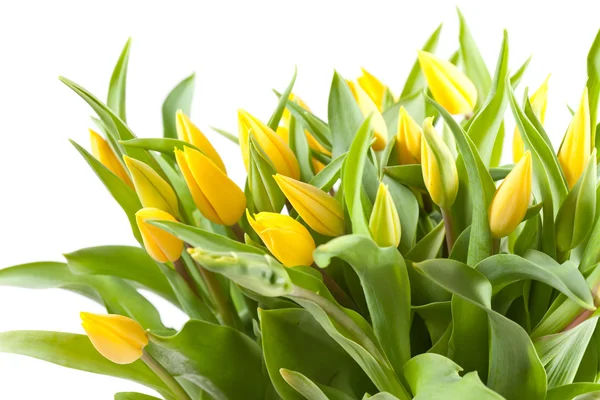 Nice tulips on white — Stock Photo, Image