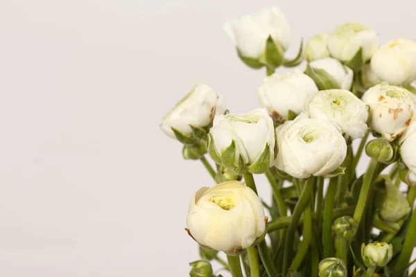 White ranunculus bouquet — Stock Photo, Image