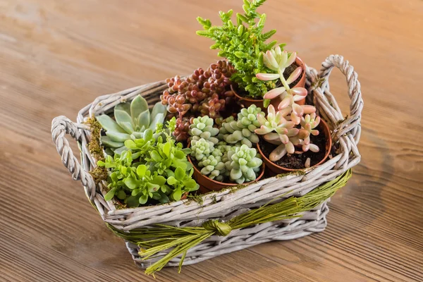 Plantas suculentas en cesta — Foto de Stock