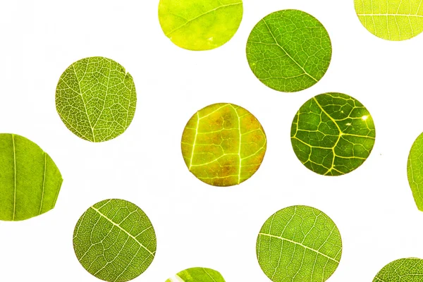 잎 매크로 배경 — 스톡 사진