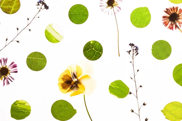 Yaprak ve çiçek makro arka plan — Stok fotoğraf