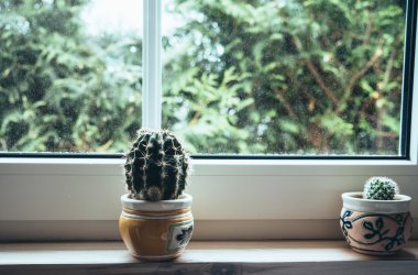 küçük kaktüsler tencere