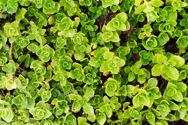 Μικρό πράσινο φυτό — Φωτογραφία Αρχείου