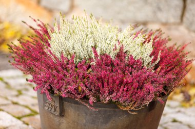 Pembe Heather çiçekler   