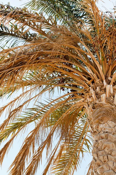 Oude palmboom — Stockfoto