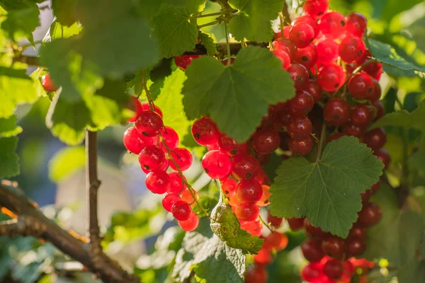 Red currant in garden — Stock Photo, Image