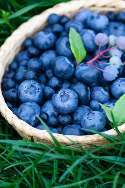 Bleuets frais dans le panier — Photo