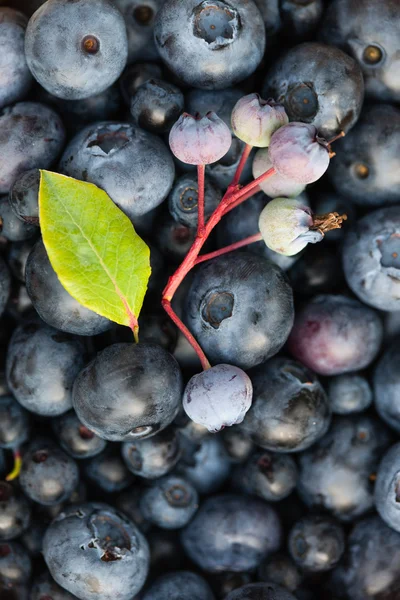 甜美新鲜蓝莓 — 图库照片
