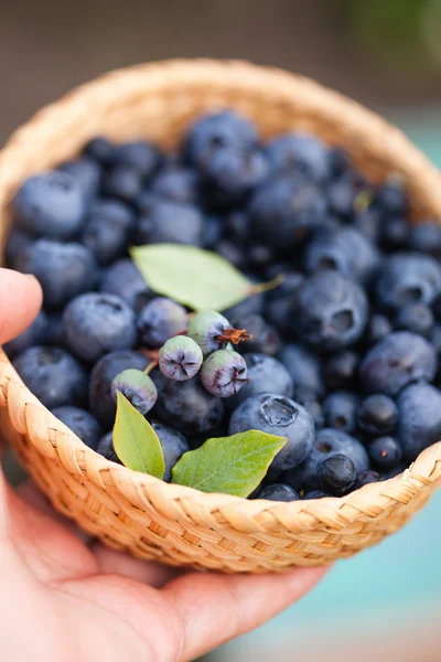 Bleuets frais dans le panier — Photo