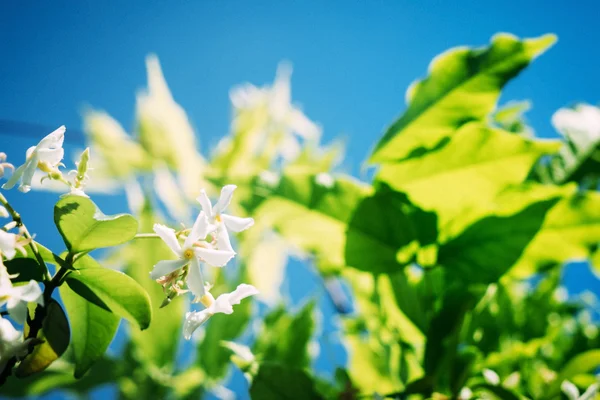 Green orange tree — Stock Photo, Image