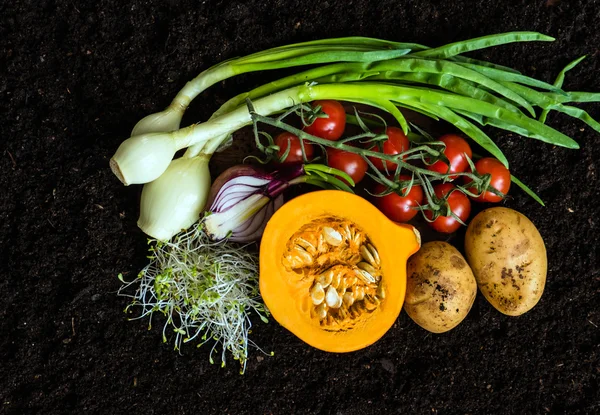 Produtos hortícolas biológicos frescos — Fotografia de Stock