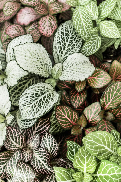 Fittonia 식물의 혼합 — 스톡 사진