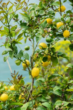limon limon ağacı
